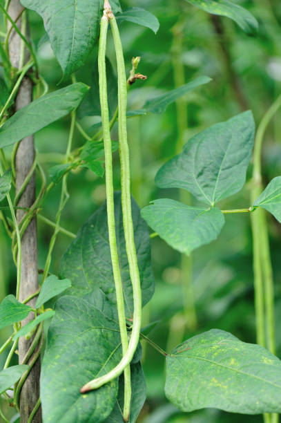 istock Long bean plants in growth at vegetable garden 696210314