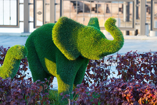 green elephants made by clipping trees. Kazan, Russia