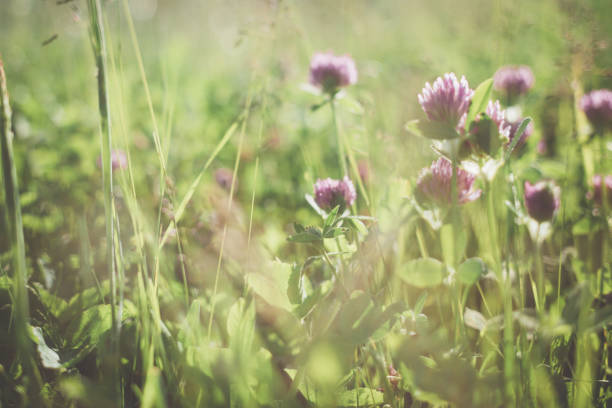 istock Wild grasses an clover at the meadow in summer 696211518