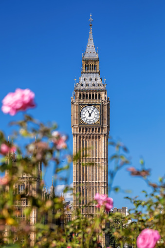 Big Ben with pink roses in London, UK
