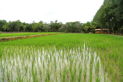 Paddy rice field in countryside area of Thailand