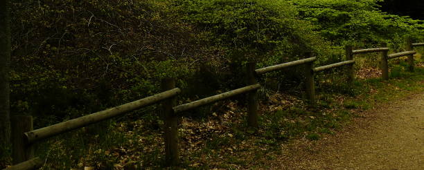 Forest National Park