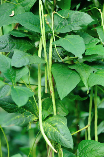 istock Long bean plants in growth at vegetable garden 696218010