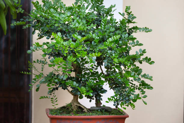 istock Green bonsai tree in a pot plant 696221162