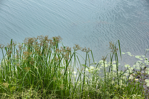 Cyperaceae, a papyrus dense in water tropics