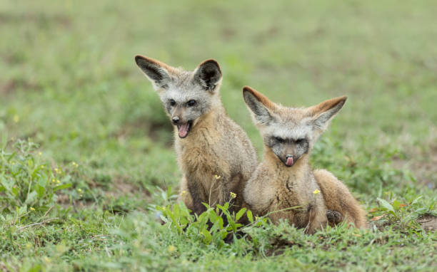 istock Two young Bat Eared Foxes, Tanzania 696224806