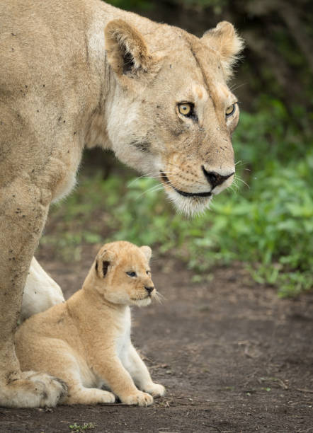 istock Lioness protecting her cub, Tanzania 696224822