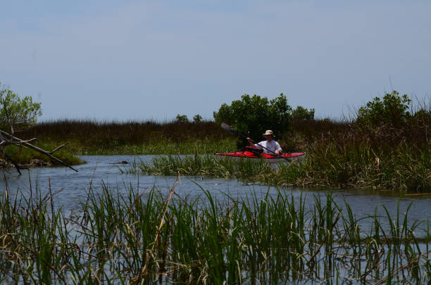 Man in hat paddling on coastal creek with mangroves growing amongst marsh gresses. Shot taken in the Crystal River area of Florida's Gulf coast