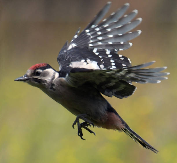 istock Juvenile Great Spotted Woodpecker 696227104
