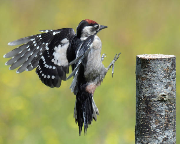 istock Juvenile Great Spotted Woodpecker 696227116