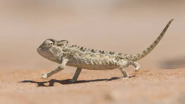 Photo of Namaqua Chameleon, Swakopmund, Namibia