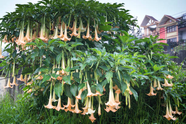 istock Brugmansia, datura yellow flower hanging on tree 696227348