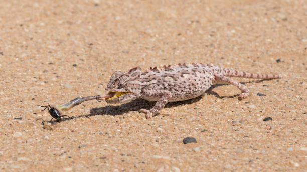 istock Namaqua Chameleon feeding , Swakopmund, Namibia 696227402