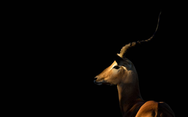 male impala - riserva di savuti foto e immagini stock