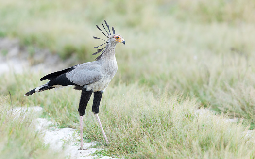 Sub - adult Secretary Bird in the Savuti area of Chobe National Park in Botswana