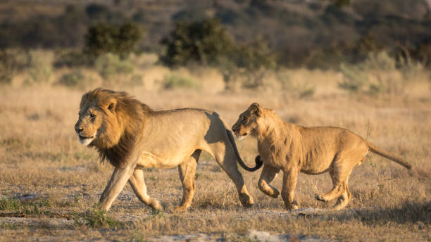 istock Two Male Lions running, Savuti, Botswana 696228072