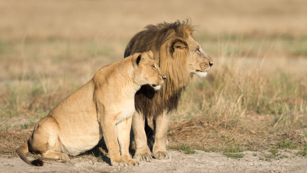 istock Male & Female Lion, Botswana 696228156