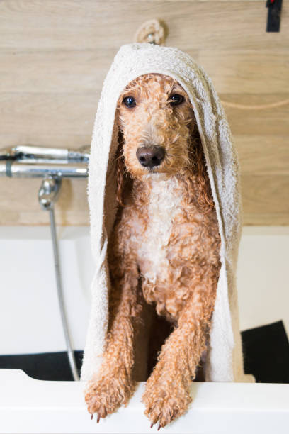 istock Dog grooming a poodle 696230428