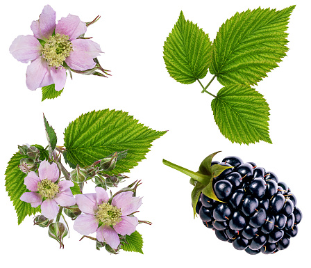 Blackberry and blackberry flower and foliage isolated on white background