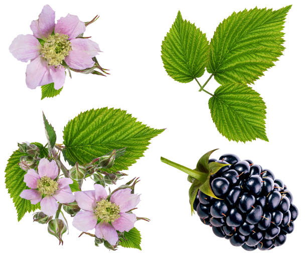 Blackberry and blackberry flower and foliage isolated Blackberry and blackberry flower and foliage isolated on white background brambleberry stock pictures, royalty-free photos & images