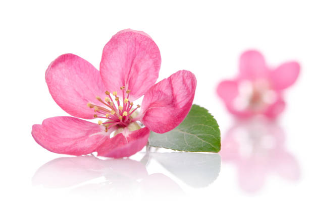istock some beautiful pink flowers isolated on white background 696230984