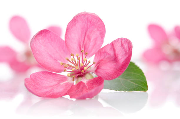 istock some beautiful pink flowers isolated on white background 696230986