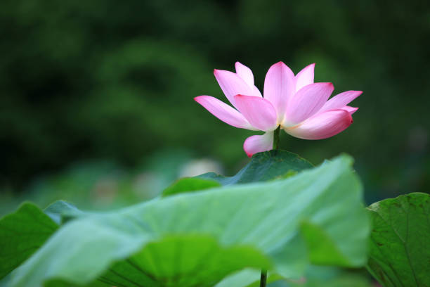 istock The lotus of summer blooming 696233710