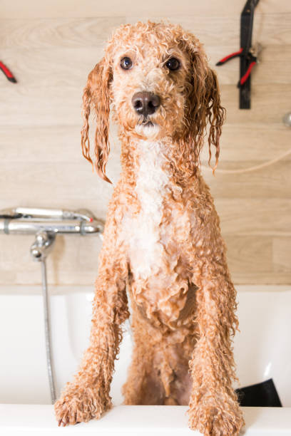 istock Dog grooming a poodle 696233720