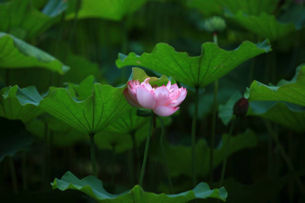 istock The lotus of summer blooming 696233826