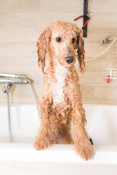 istock Dog grooming a poodle 696234088