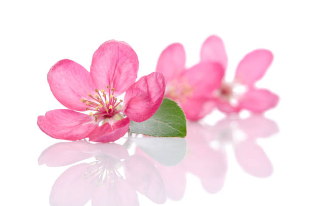 istock some beautiful pink flowers isolated on white background 696234280
