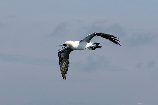 Atlantic gannet waterfowl with outstretched wings, screeching as it flies through the sky.