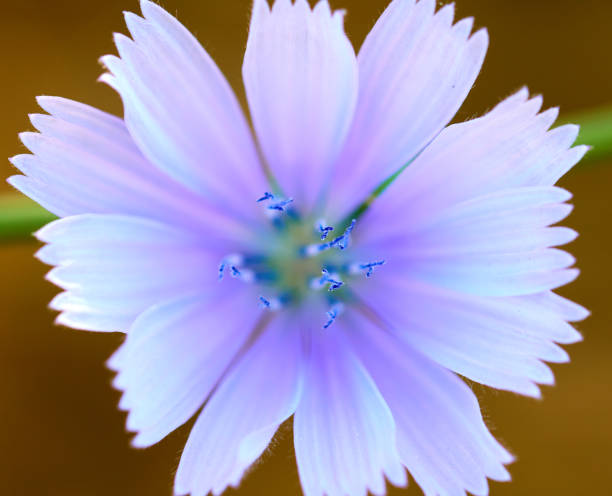 cichorium intybus flores na província de barcelona - uncultivated flower chicory cornflower - fotografias e filmes do acervo