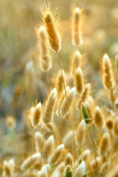 istock Lagurus ovatus - Mediterranean dunes beach flora 696240642