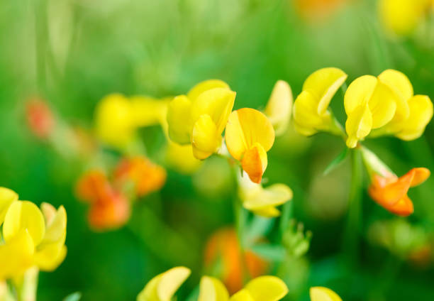 Lotus corniculatus in macro shot in Barcelona.