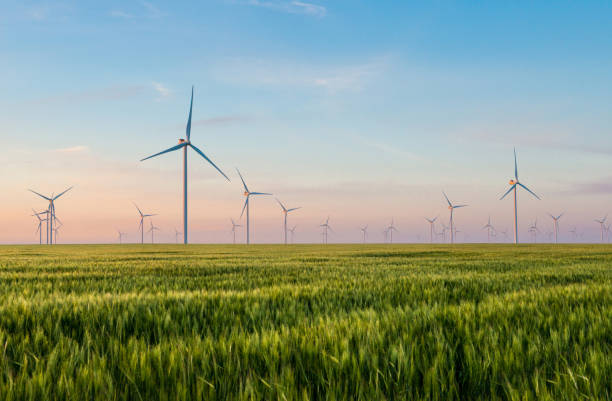 Group of windmills for electric power production in the green field of wheat Group of windmills for electric power production in the green field of wheat. Alternative energy sources.Ecologically clean energy sources. windmill sunset stock pictures, royalty-free photos & images