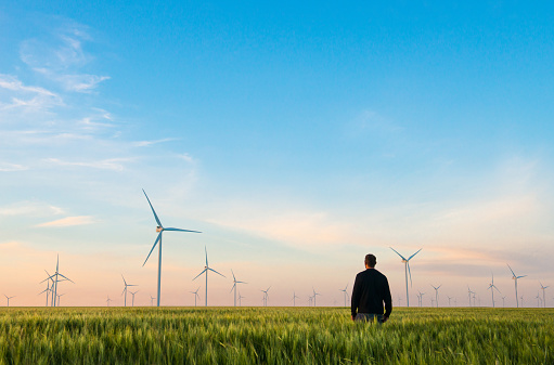 Man on green field of wheat with windmills for electric power production