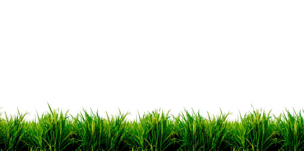 easter grass border, isolated on white - blade of grass grass isolated white imagens e fotografias de stock