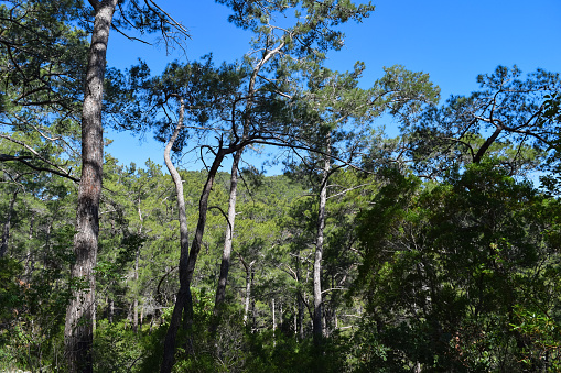 Flora of Turkey. Kemer region nature. Calis Tepe (mountain) trail. Endemic pine forest of Asia Minor