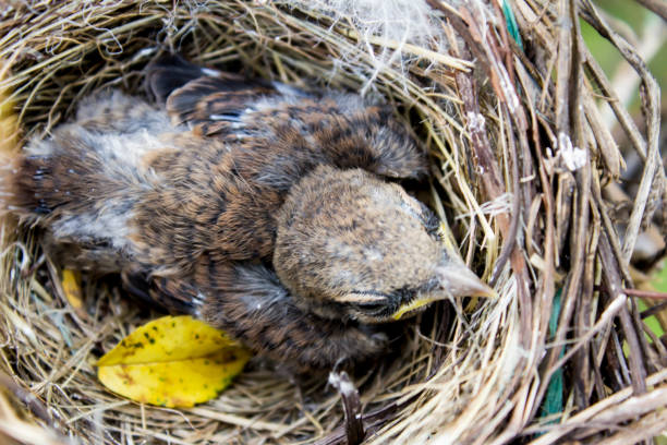 istock baby birds in nest 696251154