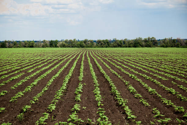 Rows of young sunflower field on sunny summer day Rows of young sunflower field on a sunny summer day university of missouri columbia stock pictures, royalty-free photos & images