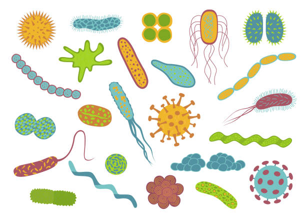 illustrations, cliparts, dessins animés et icônes de germes de conception plate et icônes de bactéries mis isolé sur fond blanc. - mrsa infectious disease bacterium science