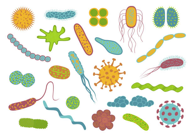 平面設計細菌和細菌圖示設置孤立在白色背景。 - 微生物學 插圖 幅插畫檔、美工圖案、卡通及圖標