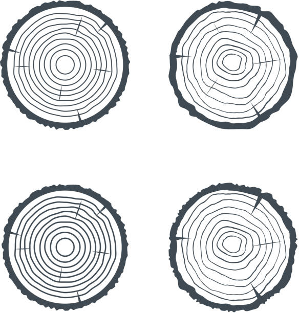 ilustraciones, imágenes clip art, dibujos animados e iconos de stock de sesión cuatro illsutrations aislados de sección transversal. vector de - tree ring