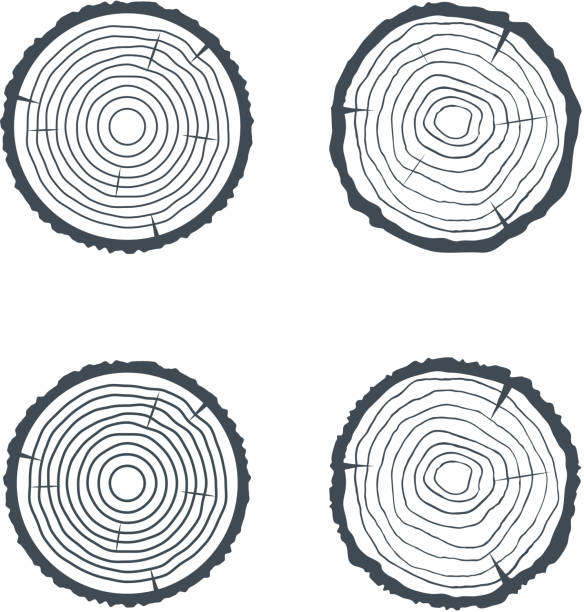 断面 4 分離ほのぼのをログに記録します。ベクトル - tree ring点のイラスト素材／クリップアート素材／マンガ素材／アイコン素材