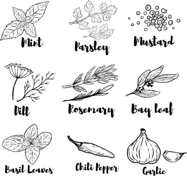 ilustrações, clipart, desenhos animados e ícones de conjunto de ilustrações de especiarias e ervas isolado no fundo branco. desenha elementos para cartaz, menu. ilustração vetorial - herb cooking garlic mint