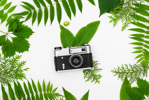 istock Vintage film camera in frame with green leaves 696254554