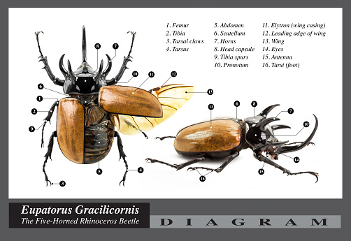 Eupatorus gracilicornis beetle, The five-horned rhinoceros beetle, diagram on white background
