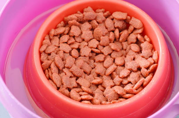 istock cat food in bowl on water for protected ant 696259222
