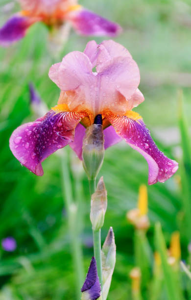 istock Purple iris flower, watering in the garden 696261712